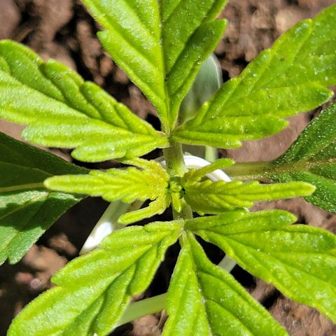 Súper Lemon Haze auto growlog timeline photo