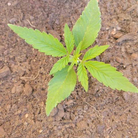 Gorilla Glue #4 growlog timeline photo