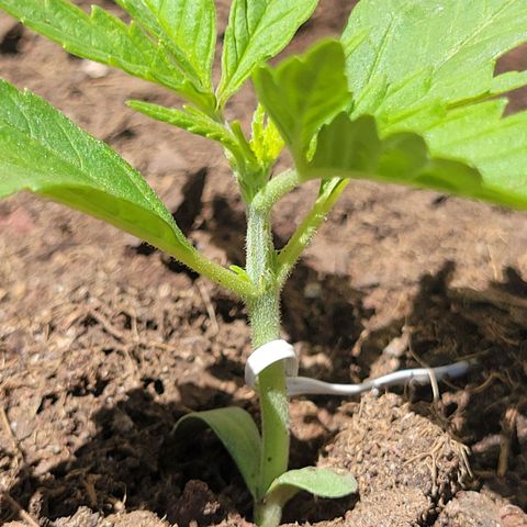 Gorilla Glue #4 growlog timeline photo