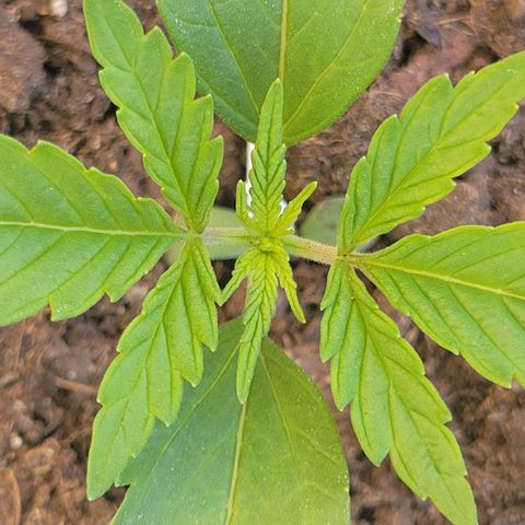 Gorilla Glue #4 growlog timeline photo