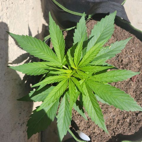 Runtz Auto growlog timeline photo