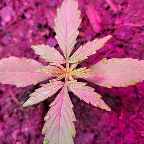 Súper Lemon Haze auto growlog timeline photo