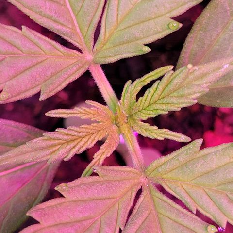 Gorilla Glue #4 growlog timeline photo