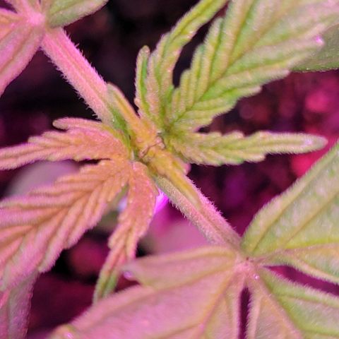 Gorilla Glue #4 growlog timeline photo