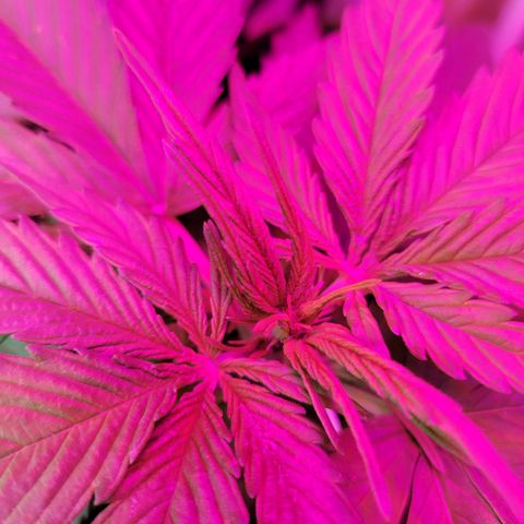 Runtz Auto growlog timeline photo