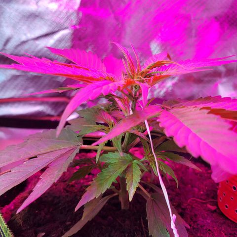Runtz Auto growlog timeline photo