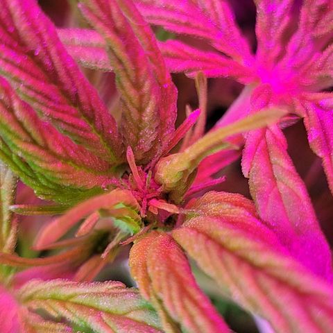 Runtz Auto growlog timeline photo