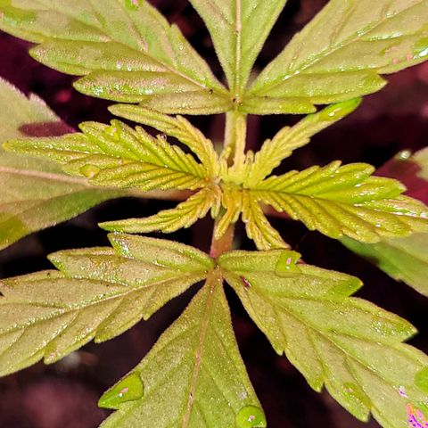 Súper Lemon Haze auto growlog timeline photo
