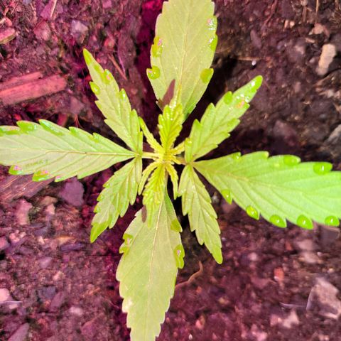 Súper Lemon Haze auto growlog timeline photo