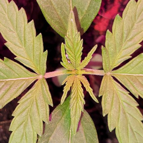Gorilla Glue #4 growlog timeline photo