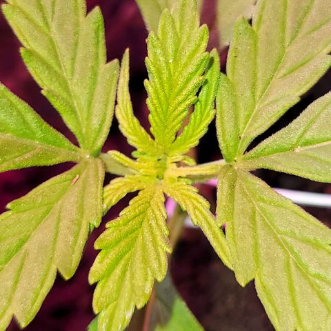 Súper Lemon Haze auto growlog timeline photo