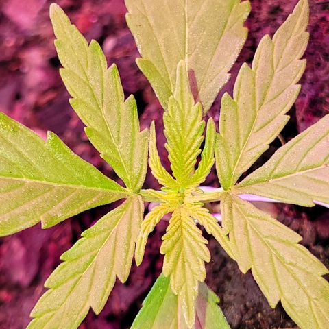 Súper Lemon Haze auto growlog timeline photo