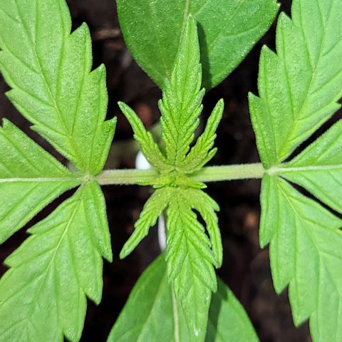 Gorilla Glue #4 growlog timeline photo