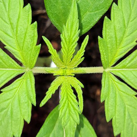 Gorilla Glue #4 growlog timeline photo