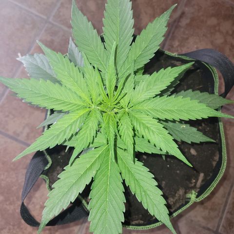 Runtz Auto growlog timeline photo