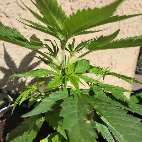 Runtz Auto growlog timeline photo