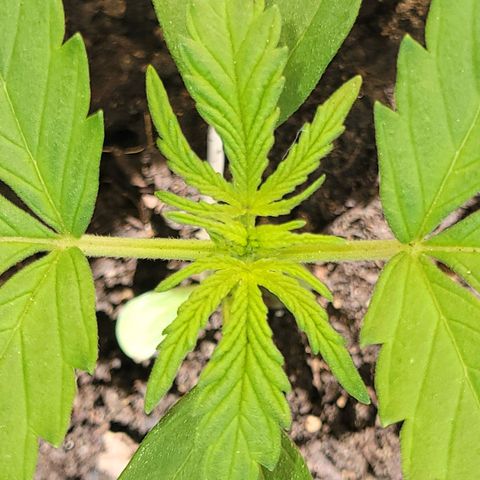 Gorilla Glue #4 growlog timeline photo