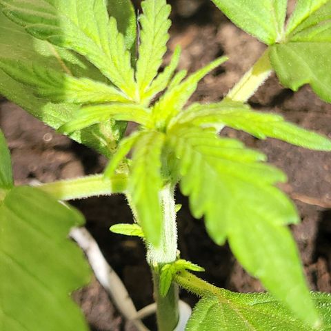 Gorilla Glue #4 growlog timeline photo