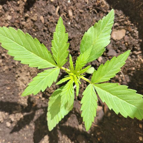 Gorilla Glue #4 growlog timeline photo
