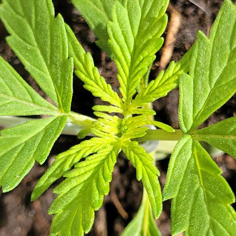 Súper Lemon Haze auto growlog timeline photo