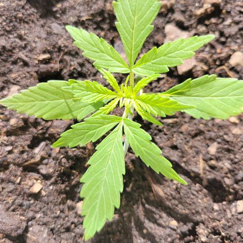 Súper Lemon Haze auto growlog timeline photo