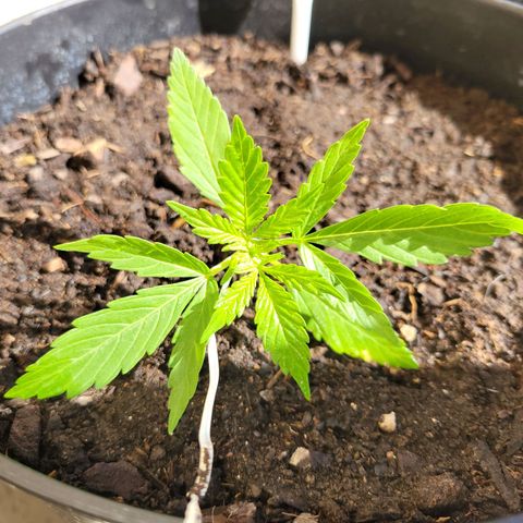 Súper Lemon Haze auto growlog timeline photo