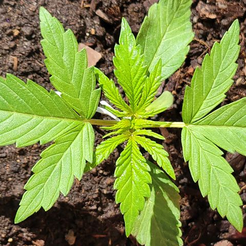 Gorilla Glue #4 growlog timeline photo