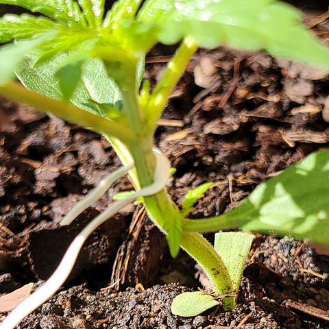 Gorilla Glue #4 growlog timeline photo