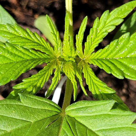 Gorilla Glue #4 growlog timeline photo