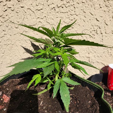 Runtz Auto growlog timeline photo