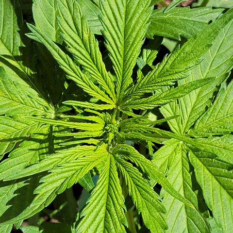 Runtz Auto growlog timeline photo