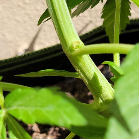 Runtz Auto growlog timeline photo