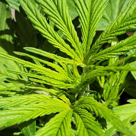 Runtz Auto growlog timeline photo