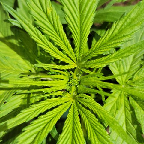 Runtz Auto growlog timeline photo