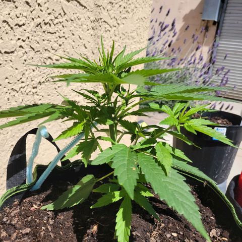 Runtz Auto growlog timeline photo