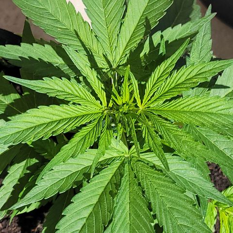 Runtz Auto growlog timeline photo