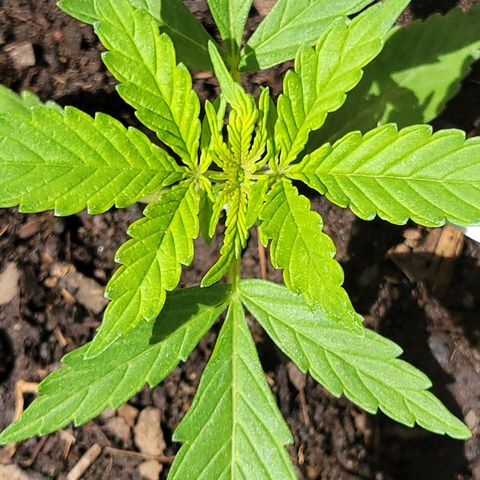 Súper Lemon Haze auto growlog timeline photo