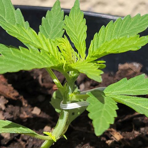 Súper Lemon Haze auto growlog timeline photo