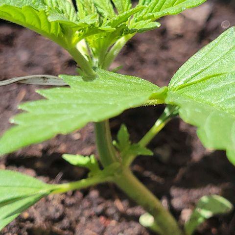 Gorilla Glue #4 growlog timeline photo