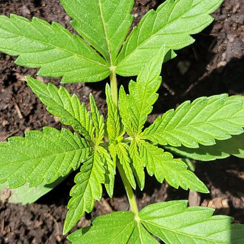 Gorilla Glue #4 growlog timeline photo