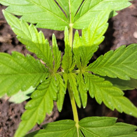 Gorilla Glue #4 growlog timeline photo