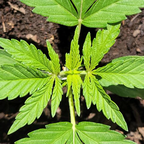 Gorilla Glue #4 growlog timeline photo