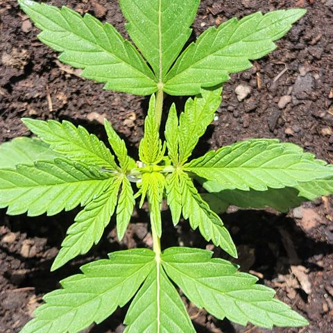 Gorilla Glue #4 growlog timeline photo