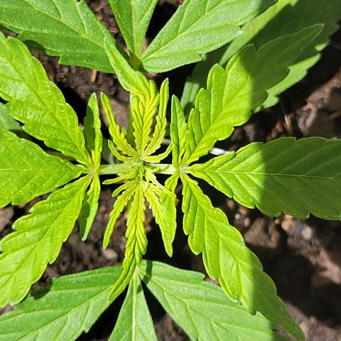 Súper Lemon Haze auto growlog timeline photo