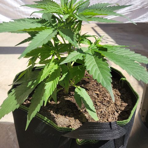 Runtz Auto growlog timeline photo