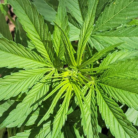 Runtz Auto growlog timeline photo