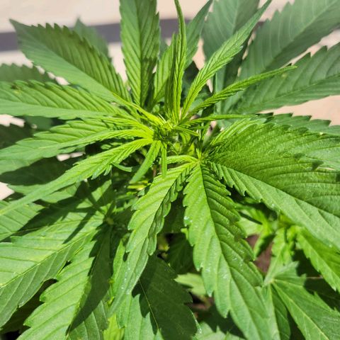 Runtz Auto growlog timeline photo