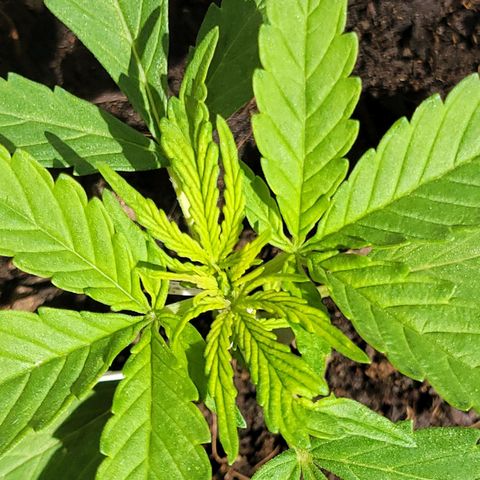 Súper Lemon Haze auto growlog timeline photo