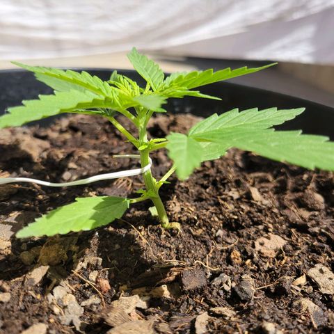 Súper Lemon Haze auto growlog timeline photo