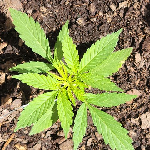Súper Lemon Haze auto growlog timeline photo